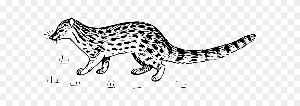 Genet Gray Png Image