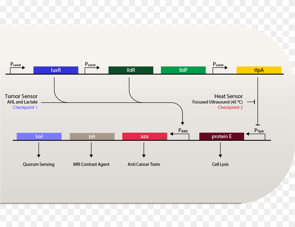 Genetic Circuit Diagram Png Image