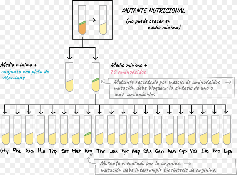 Genetic Code Free Png