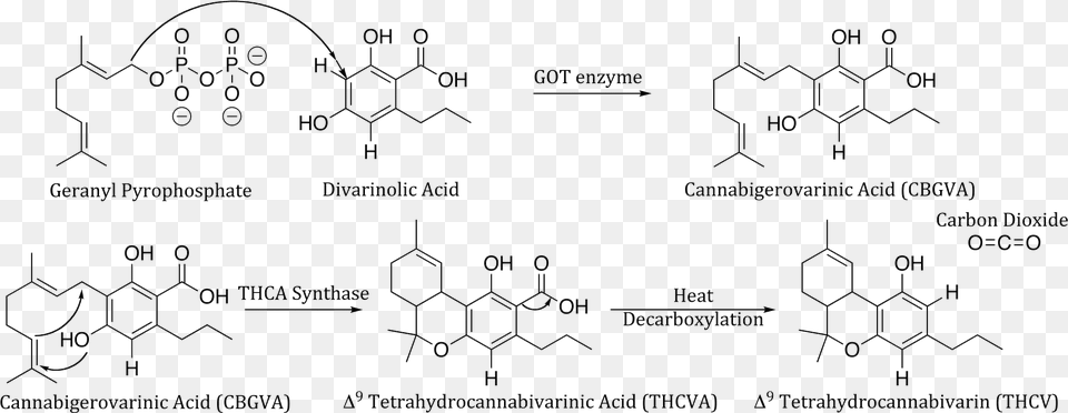 Genetic Code For Marijuana, Blackboard, Diagram Png