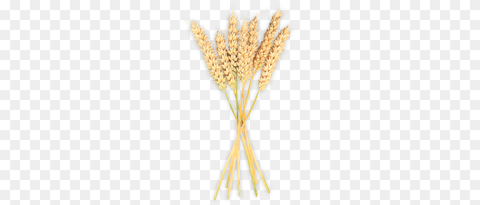Genetically Modified Ingredients Khorasan Wheat, Food, Grain, Produce, Chandelier Png Image
