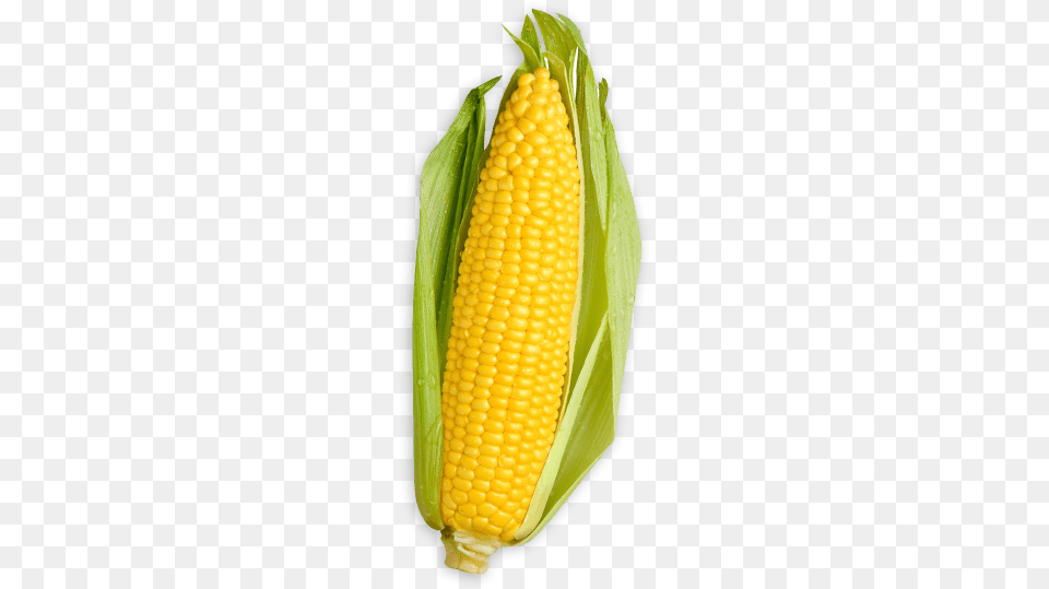Genetically Modified Ingredients Minnesota, Corn, Food, Grain, Plant Free Transparent Png