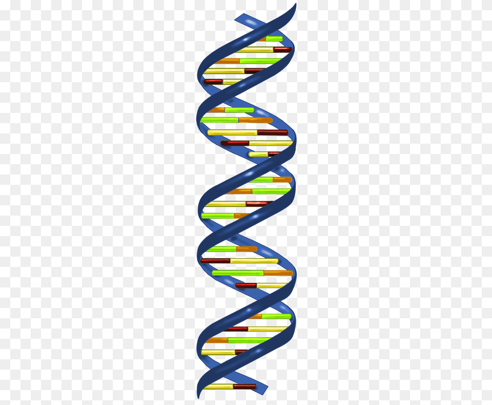 Genetics Clipart, Coil, Spiral Free Png