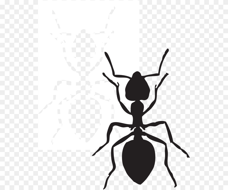 Genie Clip, Animal, Ant, Insect, Invertebrate Png Image
