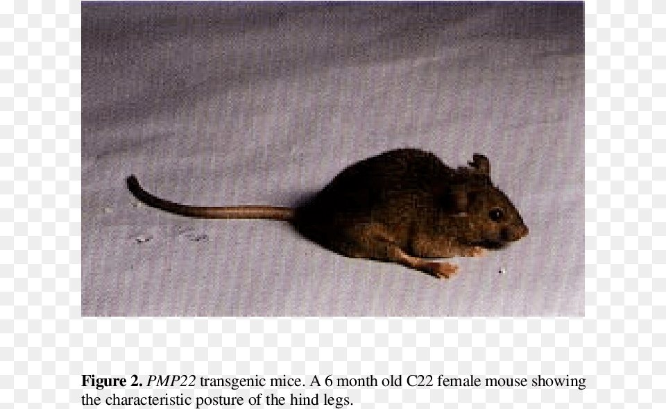 Genomic Analysis Of Transgenic Mice Mouse, Animal, Mammal, Rat, Rodent Png Image