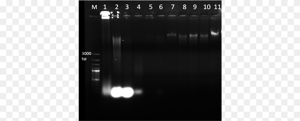 Genomic Dna Isolated From Mature And Dried M, Lighting, Electronics Png Image