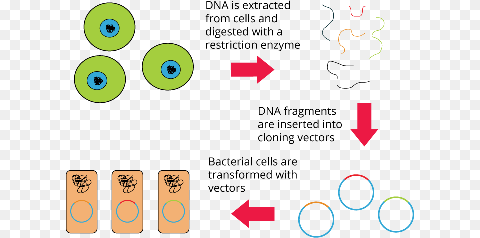 Genomic Library, Text Png