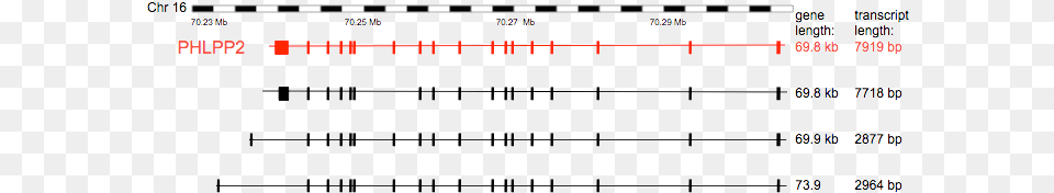 Genomic Organization Of The Phlpp2 Transcripts Sheet Music, Chart, Plot, Text Png Image