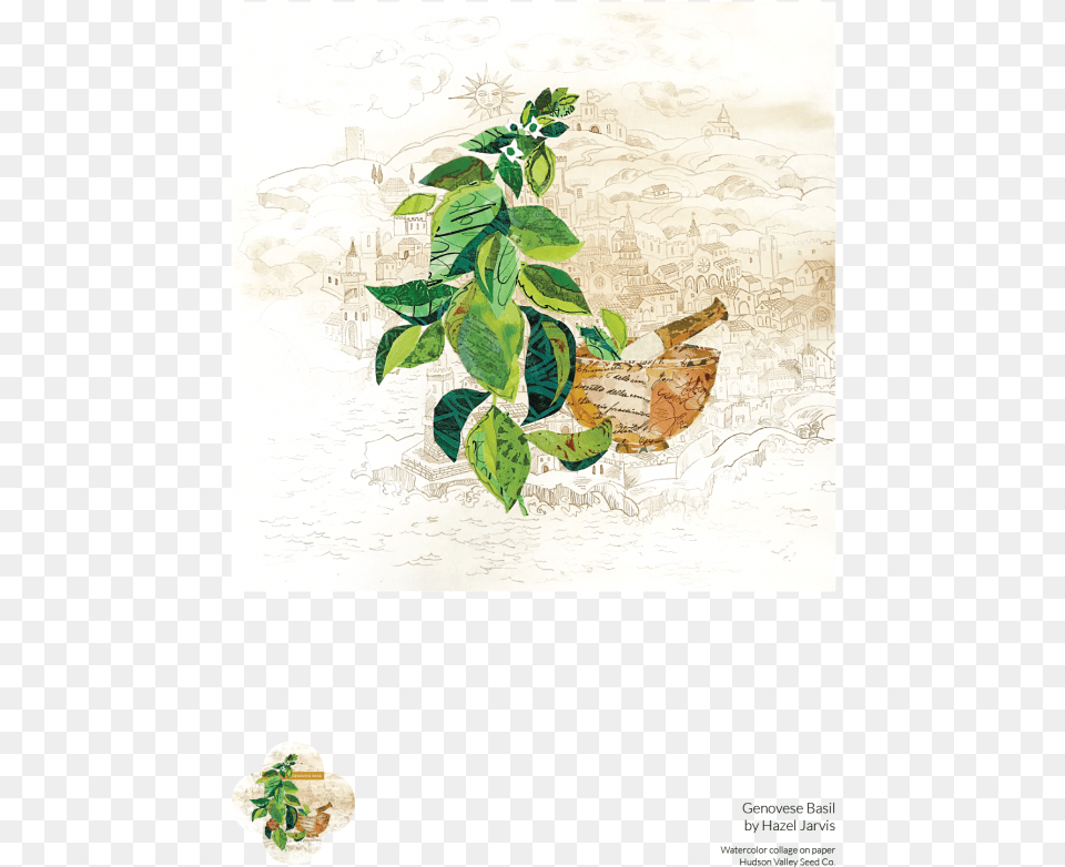 Genovese Basil Fine Art Poster Floral Design, Herbal, Herbs, Leaf, Plant Free Png Download
