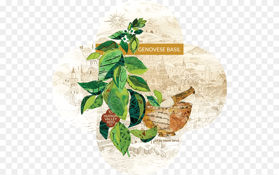 Genovese Basil Quatrefoil Illustration, Herbal, Herbs, Leaf, Plant Free Png