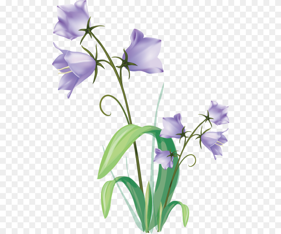 Gentian Vector Clipart Flowers Drawings, Flower, Plant, Petal, Iris Png Image