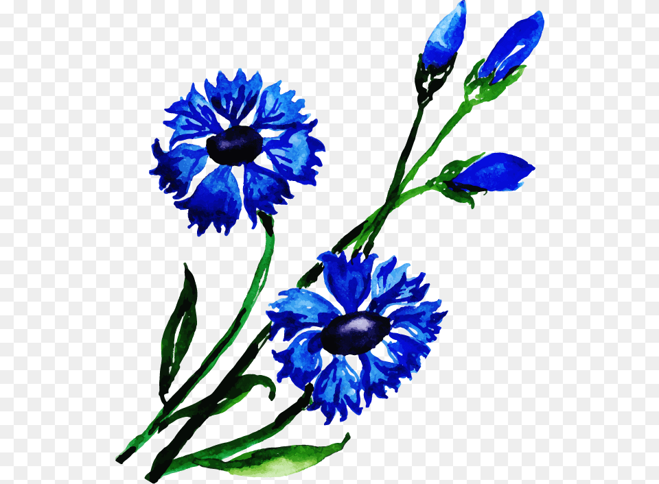 Gentiana, Daisy, Flower, Plant, Petal Png Image