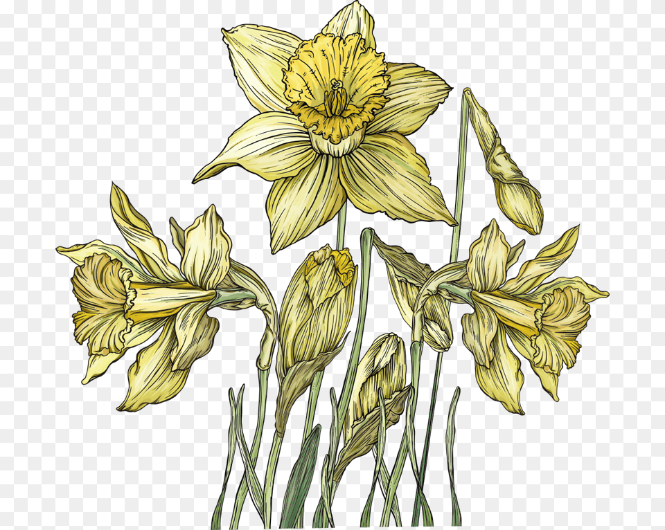 Gentiana, Daffodil, Flower, Plant, Petal Png Image