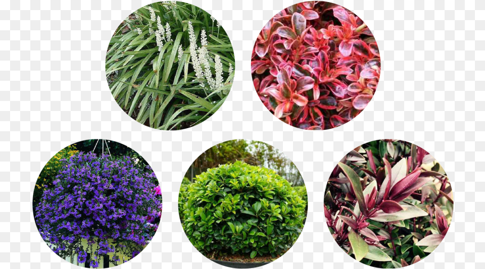 Gentiana, Vegetation, Potted Plant, Plant, Herbal Free Png