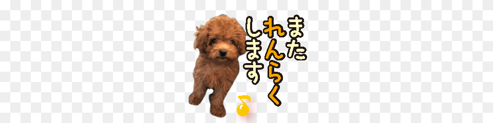 Gentle Nature Toy Poodle, Animal, Canine, Dog, Mammal Free Png