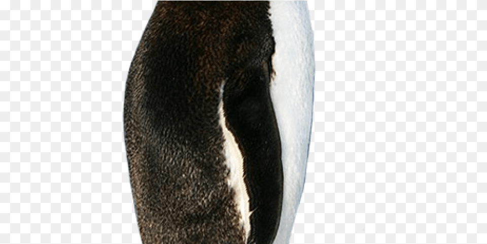 Gentoo Penguin, Animal, Bird, Bear, Mammal Png Image