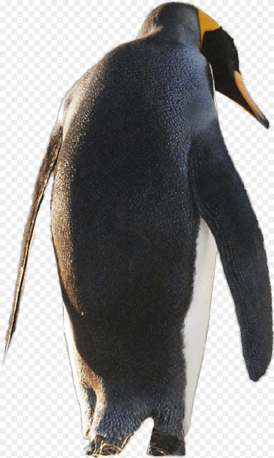 Gentoo Penguin, Animal, Bird, King Penguin Free Transparent Png