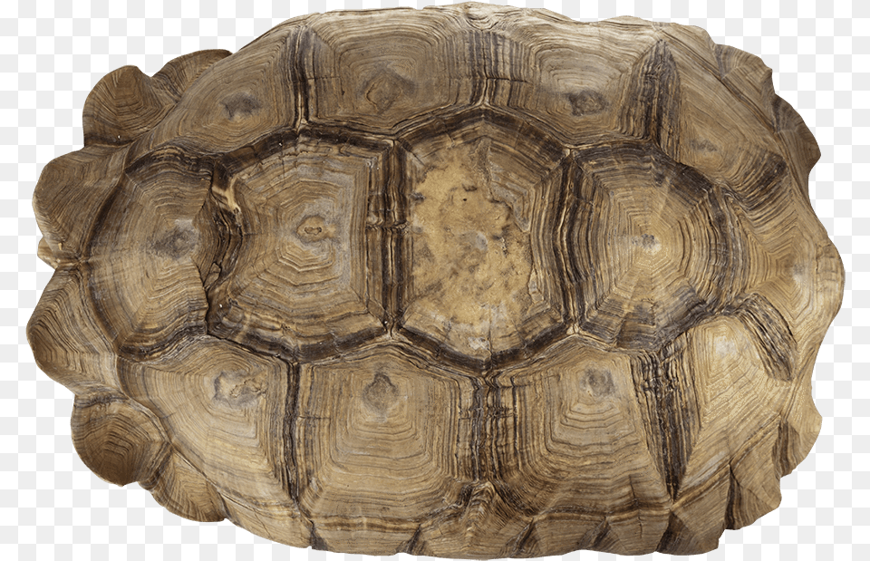 Geoemydidae, Animal, Reptile, Sea Life, Tortoise Free Transparent Png