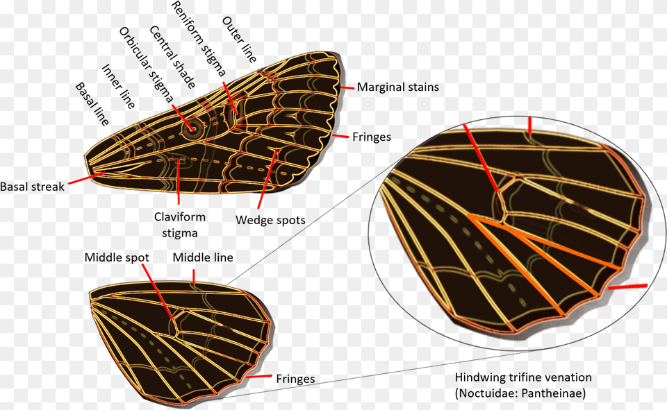 Geometridae Versus Noctuidae Png Image