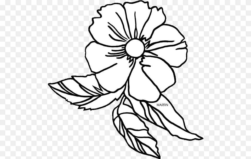 Georgia At Getdrawings Com Clipart Cherokee Rose Flower Drawing, Stencil, Baby, Person, Plant Free Transparent Png