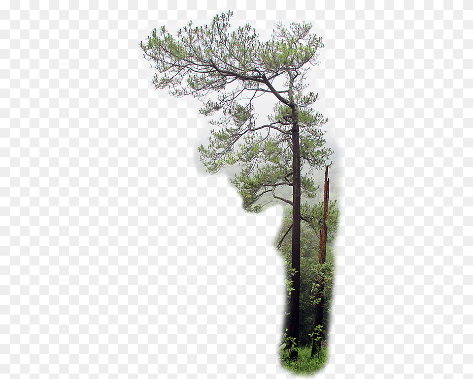 Georgia Pine, Plant, Vegetation, Tree, Land Free Png