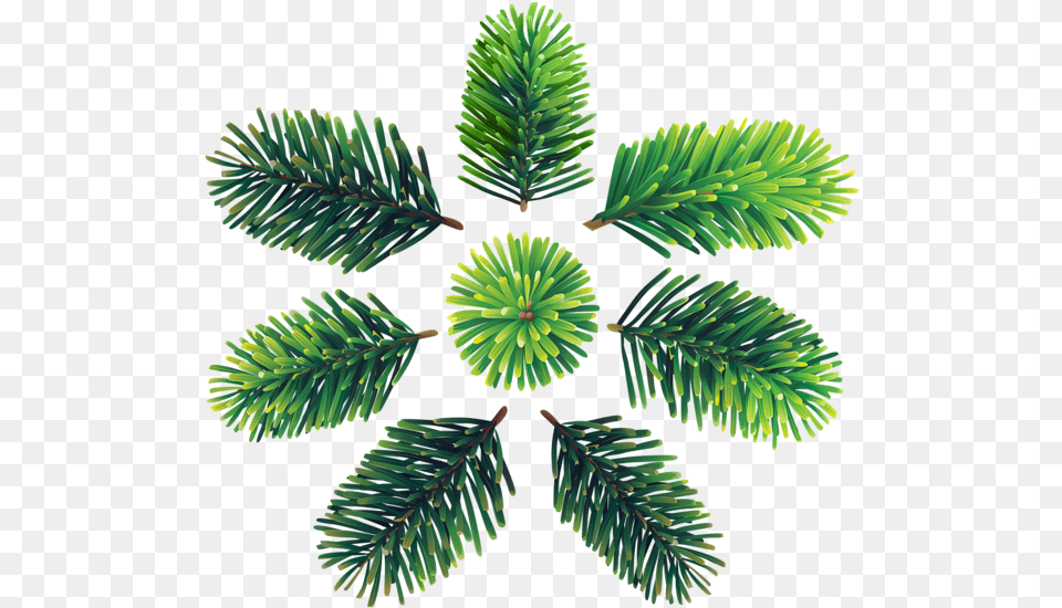 Georgia Pine, Conifer, Fir, Plant, Tree Free Png