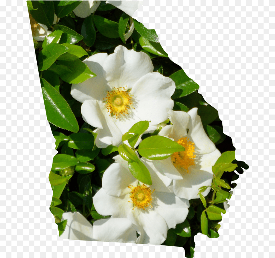Georgia Rosa Canina, Anemone, Flower, Petal, Plant Free Transparent Png
