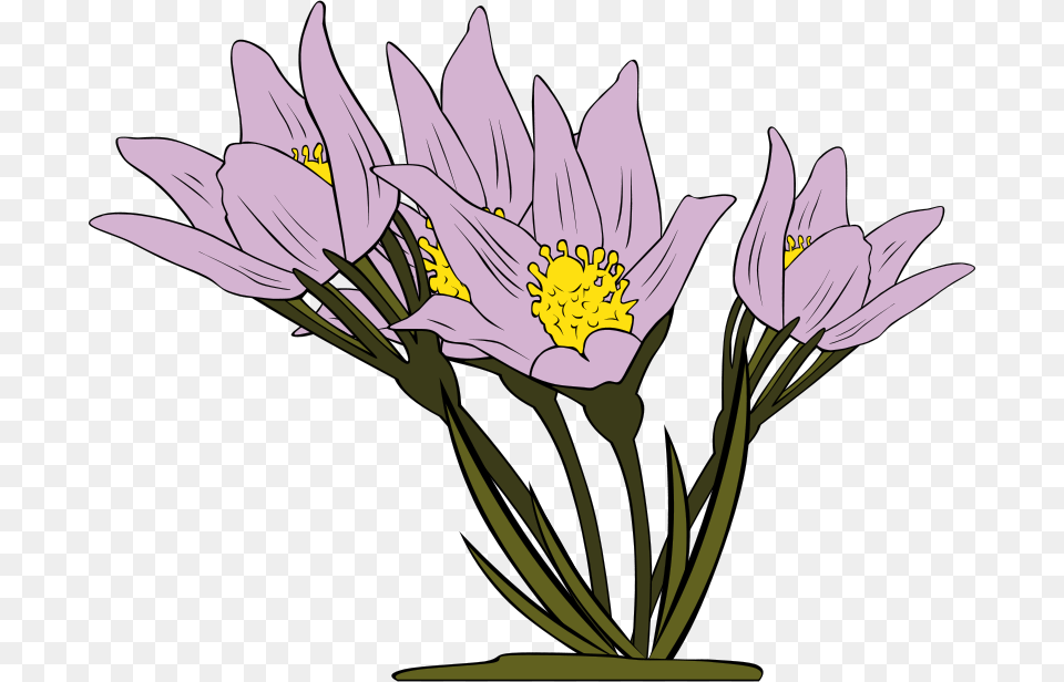 Gerald G Anemone Patens, Anther, Flower, Plant, Daisy Png Image