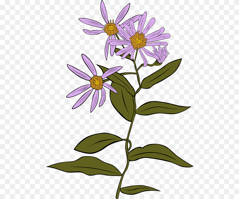 Gerald G Aster Conspicuus, Daisy, Flower, Plant Png