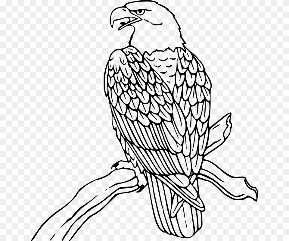 Gerald G Bald Eagle, Gray Free Transparent Png