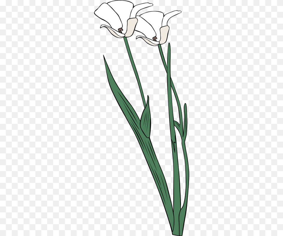 Gerald G Calochortus Apiculatus, Flower, Plant, Blade, Dagger Png