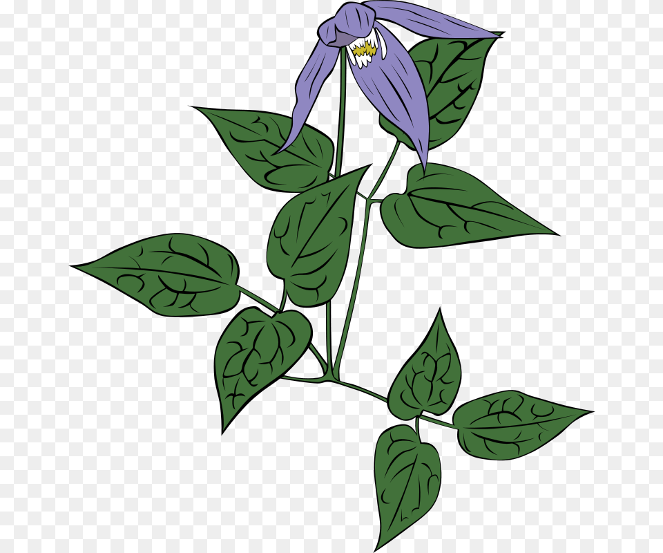 Gerald G Clematis Occidentalis, Acanthaceae, Flower, Leaf, Plant Free Png Download