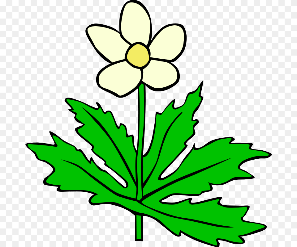 Gerald G Gg Anemone Canadensis, Flower, Leaf, Plant, Daisy Free Png