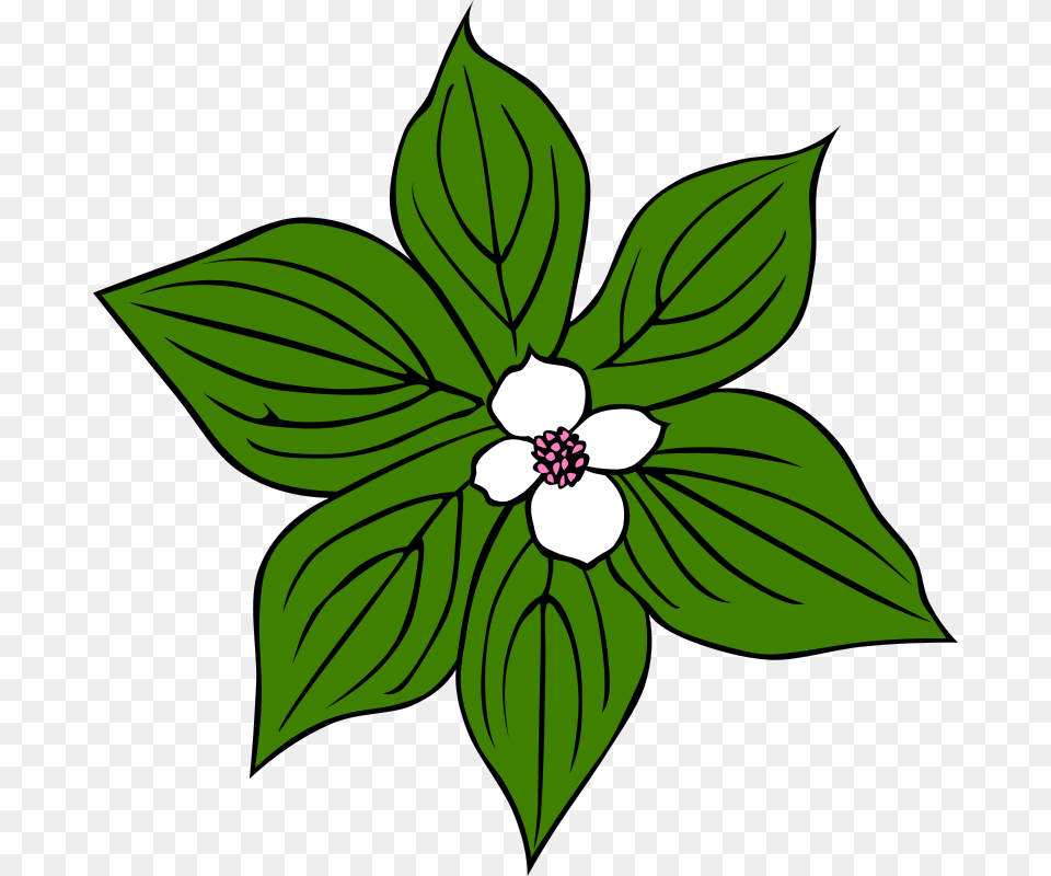 Gerald G Gg Cornus Canadensis, Leaf, Plant, Flower, Anemone Free Png