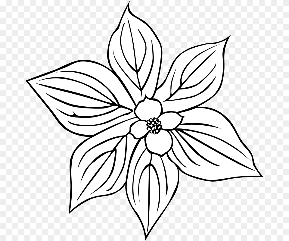 Gerald G Gg Cornus Canadensis Bw, Dahlia, Flower, Plant, Stencil Free Png