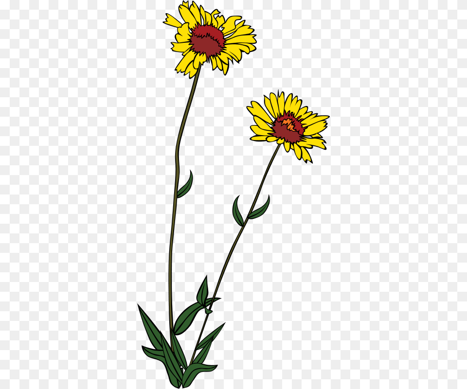 Gerald G Gg Gaillardia Aristata, Daisy, Flower, Plant, Sunflower Png