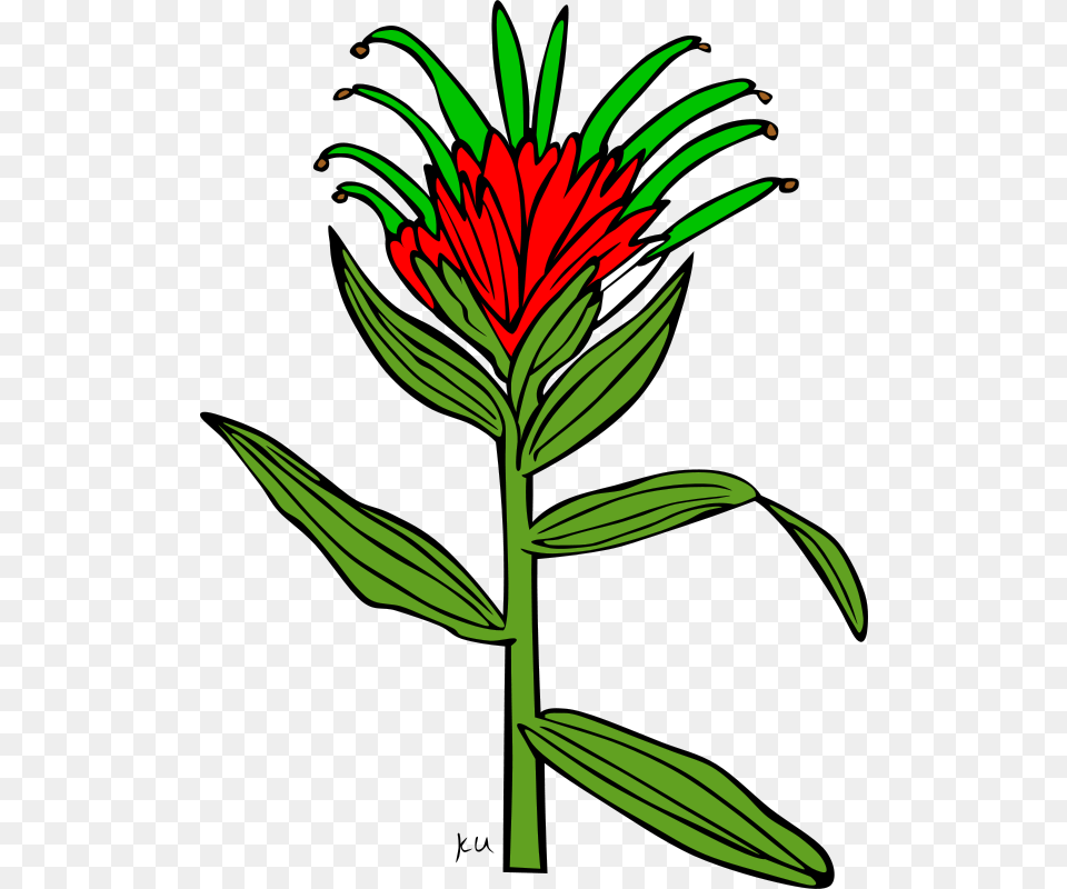 Gerald G Ku Castilleja Miniata, Acanthaceae, Flower, Plant, Leaf Free Transparent Png