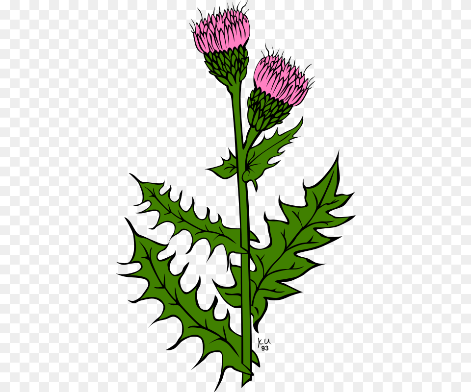 Gerald G Ku Cirsium Arvense, Flower, Plant, Thistle Free Png