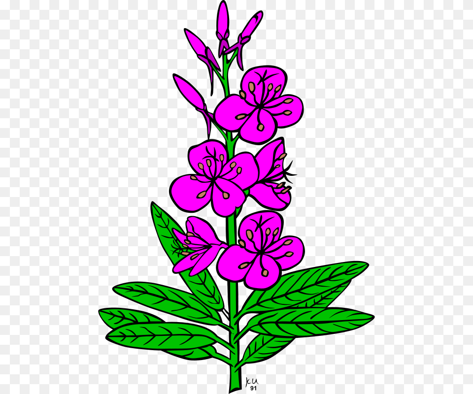 Gerald G Ku Epilobium Angustifolium, Flower, Plant, Purple, Chandelier Free Png Download