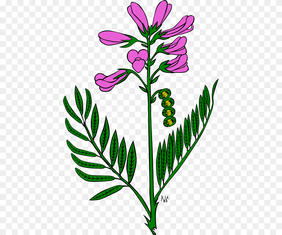 Gerald G Ku Hedysarum Boreale, Flower, Plant, Herbs, Green Free Png