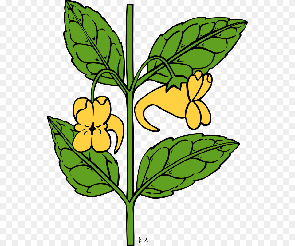 Gerald G Ku Impatiens Aurella, Acanthaceae, Flower, Leaf, Plant Free Transparent Png