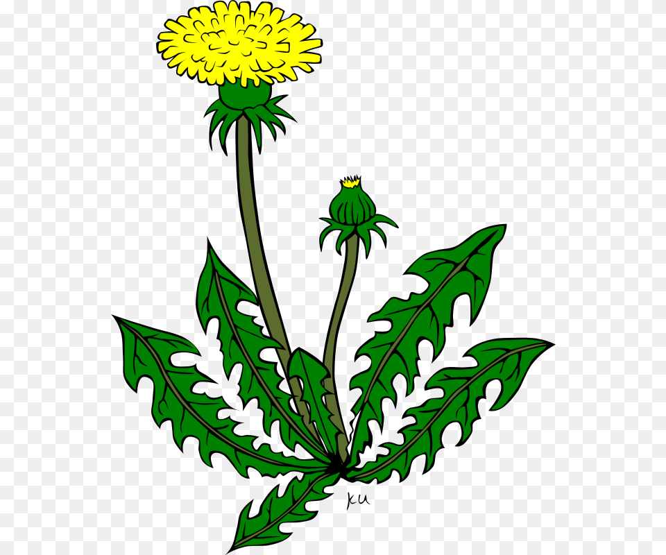 Gerald G Ku Taraxacum Officinale, Flower, Plant, Dandelion Free Transparent Png