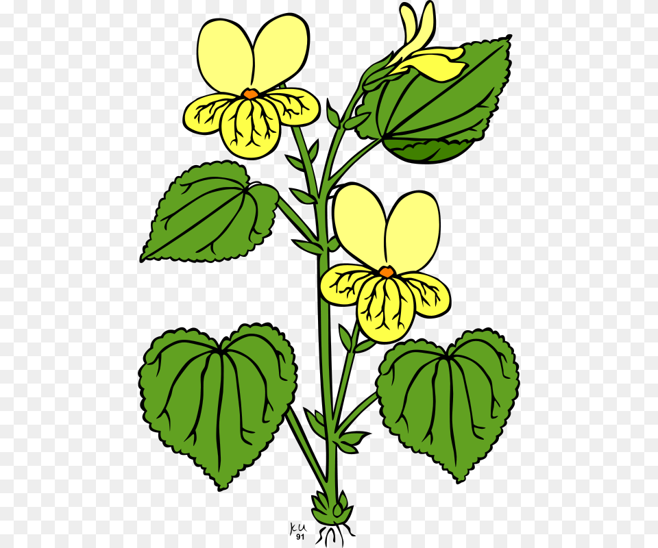 Gerald G Ku Viola Glabella, Flower, Leaf, Plant, Petal Png Image