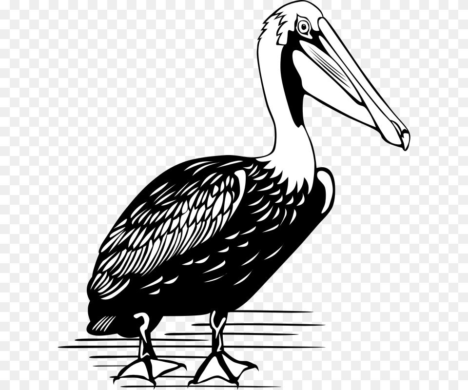 Gerald G Pelican, Animal, Bird, Waterfowl, Beak Free Png Download