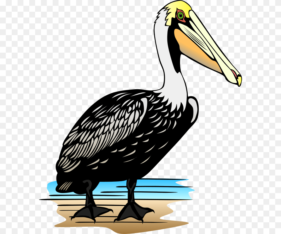 Gerald G Pelican, Animal, Bird, Waterfowl, Beak Png Image