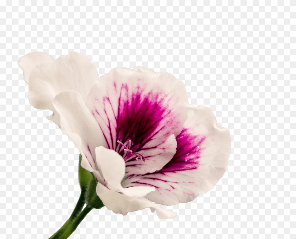 Geranium, Anther, Flower, Plant, Petal Png Image