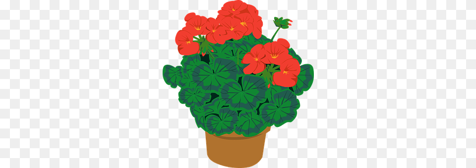 Geranium Flower, Plant Free Transparent Png