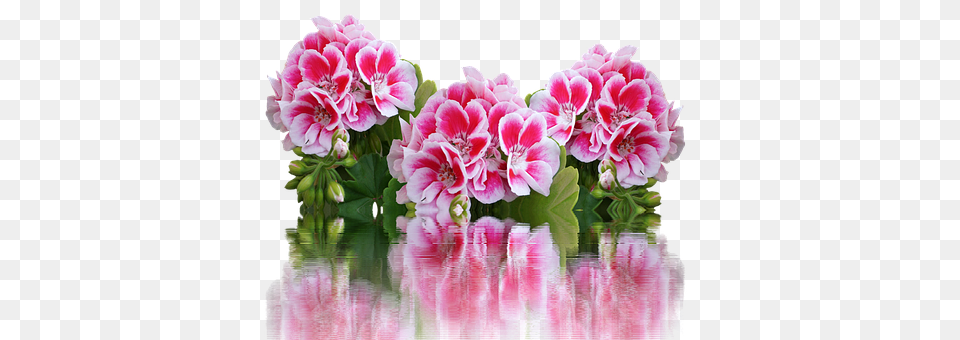 Geranium Flower, Flower Arrangement, Flower Bouquet, Plant Png Image