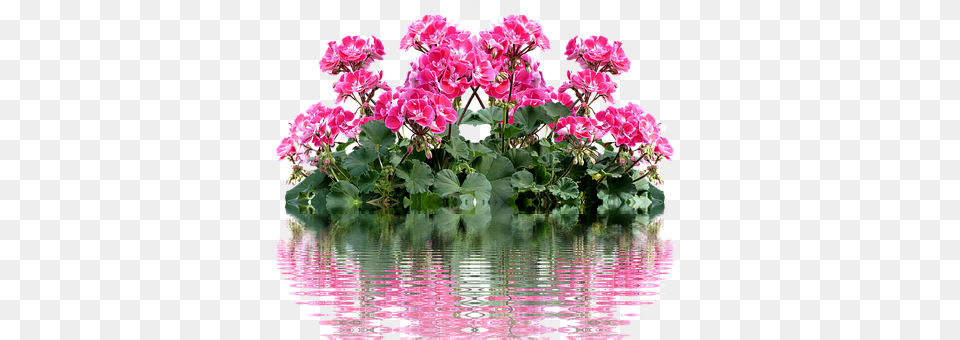 Geranium Flower, Flower Arrangement, Flower Bouquet, Plant Free Transparent Png