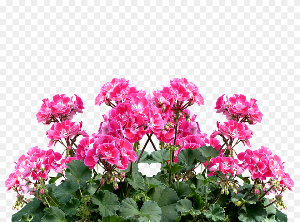 Geranium Flower, Petal, Plant, Flower Arrangement Png Image
